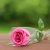 وردة وردية فاتحة مغلفة - لمسة ناعمة من ورد روزا
