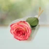 وردة مزدوجة اللون مغلفة - لمسة فريدة من ورد روزا